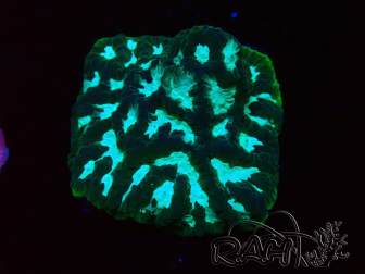WYSIWYG - RAH Favia Luminescent Green 3R12