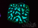 WYSIWYG RAH Favia Luminescent Green