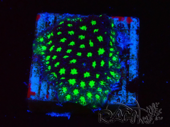 WYSIWYG - RAH Leptastrea Glowworm 3A1