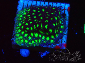 WYSIWYG - RAH Leptastrea Glowworm