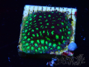 WYSIWYG - RAH Leptastrea Glowworm