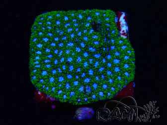 WYSIWYG - RAH Leptastrea Ice Eye 3A8