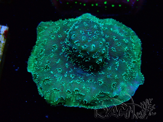 WYSIWYG - RAH Pavona maldivensis Green