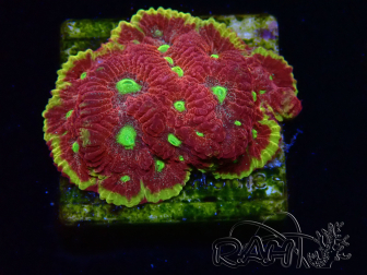 WYSIWYG - BigR Favia Inferno 3D12