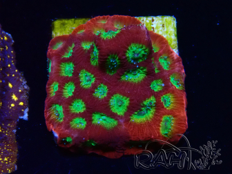 WYSIWYG - JF Favia Lemon Lime 3E1