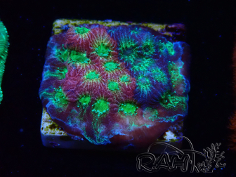 WYSIWYG - JF Favia Dayglo