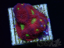 WYSIWYG - RAH Favites Rainbow Skittles