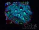 WYSIWYG - RAH Favites Raw Strawberry
