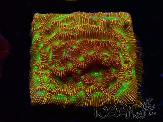 WYSIWYG - JF Leptoseris Jack O Lantern