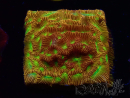 WYSIWYG - JF Leptoseris Jack O Lantern