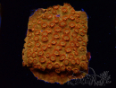 WYSIWYG - BigR Cyphastrea Sunkist