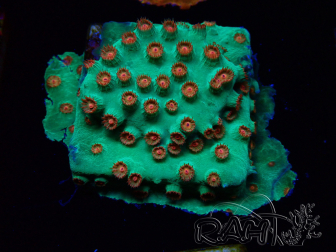 WYSIWYG - WWC Cyphastrea Jingle Bells