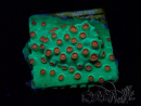 WYSIWYG - WWC Cyphastrea Jingle Bells