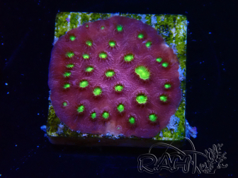 WYSIWYG - CB Cyphastrea Blingbling