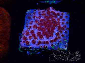 WYSIWYG - BigR Cyphastrea Skittles Bomb
