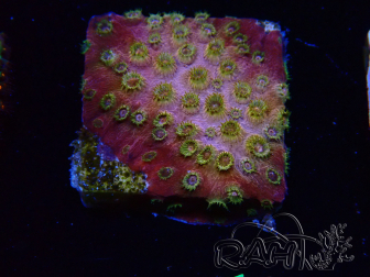 WYSIWYG - WWC Cyphastrea Copper head