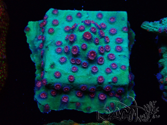 WYSIWYG - Cyphastrea Alien Pox