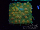 WYSIWYG - Tyree Cyphastrea Ladrillo Rojo