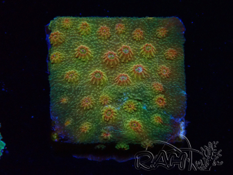 WYSIWYG - Tyree Cyphastrea Red Brick 3N12