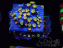 WYSIWYG - RAH Cyphastrea Spicy Pumpkin