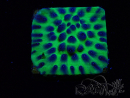 WYSIWYG - JF Cyphastrea PPE