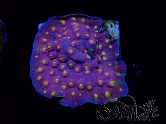 WYSIWYG - WWC Cyphastrea Rainbow Madness 3P4