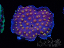 WYSIWYG - WWC Cyphastrea Rainbow Madness
