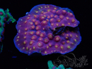 WYSIWYG - WWC Cyphastrea Rainbow Madness