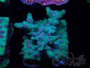 WYSIWYG - RAH Cyphastrea decadia Grün