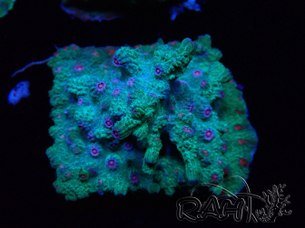 WYSIWYG - RAH Cyphastrea decadia Green 3P8