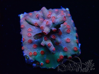 WYSIWYG - RAH Cyphastrea decadia Red