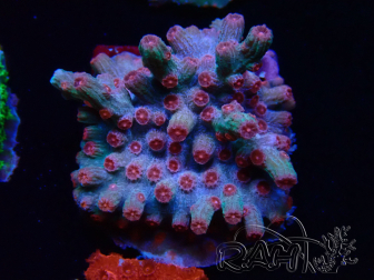 WYSIWYG - RAH Cyphastrea decadia Rosso