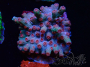 WYSIWYG - RAH Cyphastrea decadia Rot