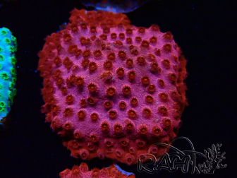 WYSIWYG - AK Candyland Cyphastrea