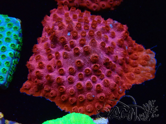 WYSIWYG - AK Candyland Cyphastrea
