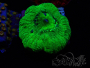 WYSIWYG - RAH Goniastrea Puffy Canary