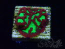 WYSIWYG - RAH Platygyra Goblin Fire