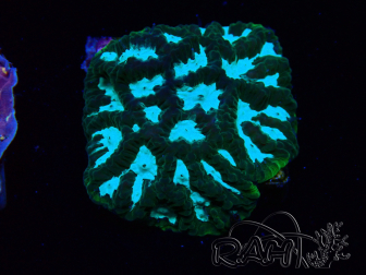 WYSIWYG RAH Favia Luminescent Green