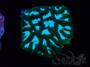 WYSIWYG RAH Favia Luminescent Green
