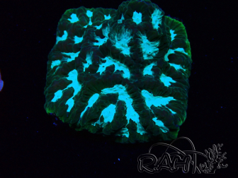 WYSIWYG RAH Favia Luminescent Green