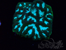 WYSIWYG RAH Favia Luminescent Green