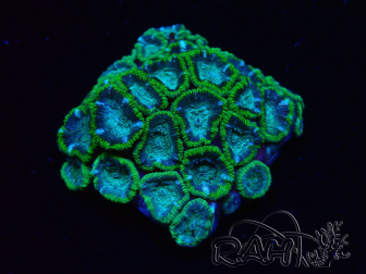 WYSIWYG - RAH Micromussa Jungle Viper 2