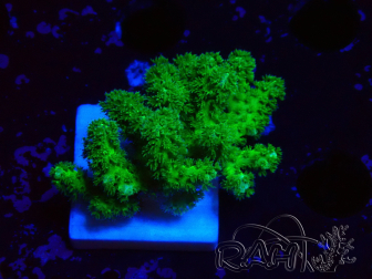 WYSIWYG Pocillopora damicormis jaune vert 1B2