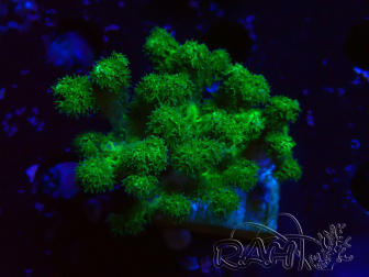 WYSIWYG Pocillopora damicornis jaune vert 1B5