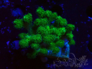 WYSIWYG Pocillopora damicornis gelbgrün