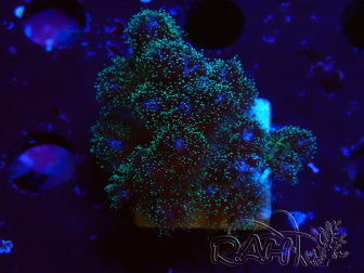WYSIWYG Pocillopora damicornis  rose 1C5
