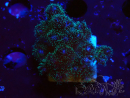 WYSIWYG Pocillopora damicornis  rose