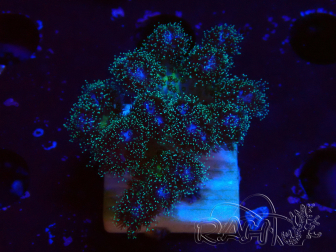 WYSIWYG Pocillopora damicornis rosa