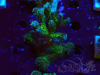 WYSIWYG Pocillopora damicormis Gold insane 1D3