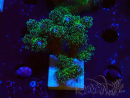 WYSIWYG Pocillopora damicormis Oro insano